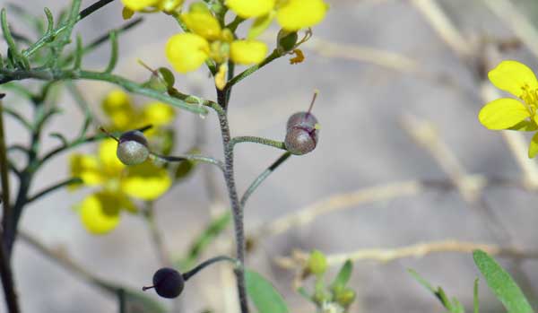 Physaria gordonii, Gordons' Bladderpod, Southwest Desert Flora